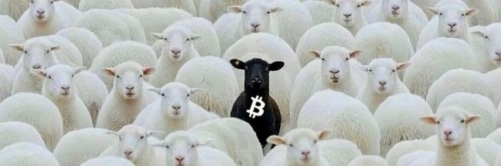 C ₿'s banner