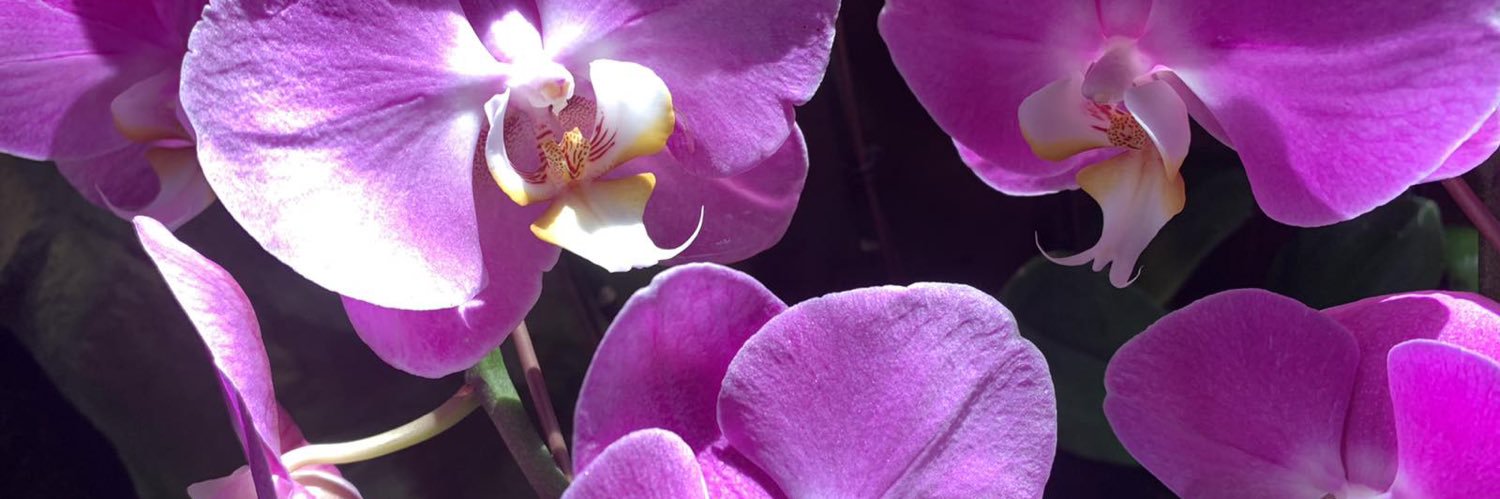 janegilbert's profile banner image