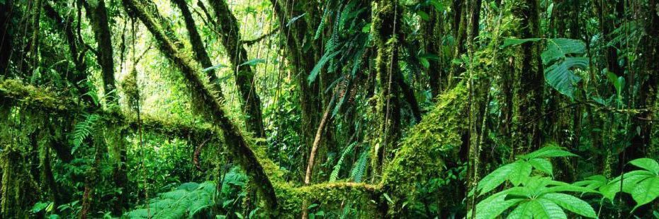 🍀 𝗮𝗱𝗮𝗺 banner