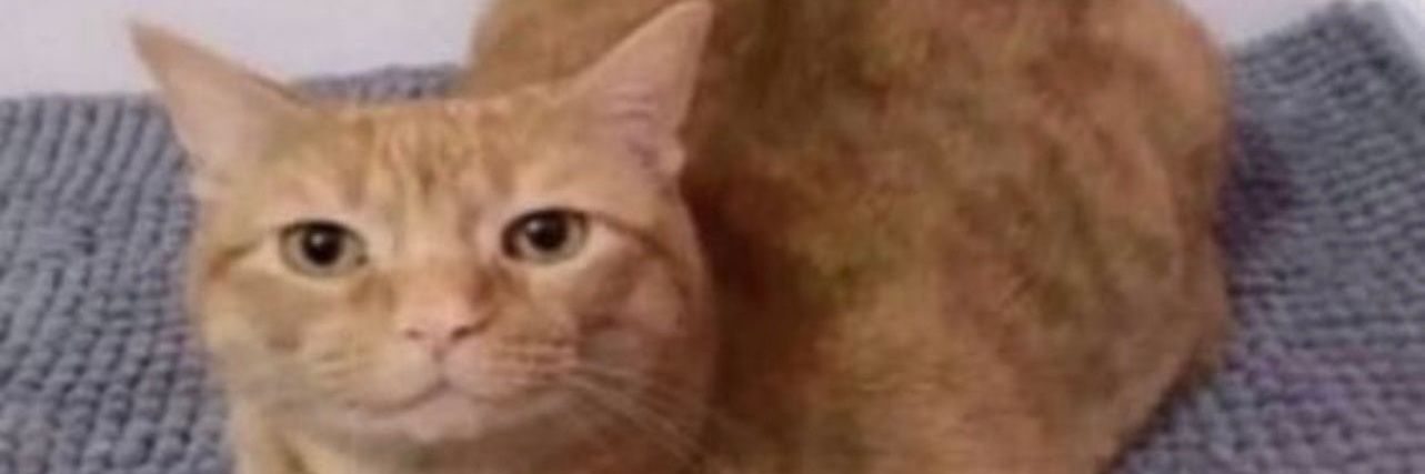 yifflover6901's profile banner image