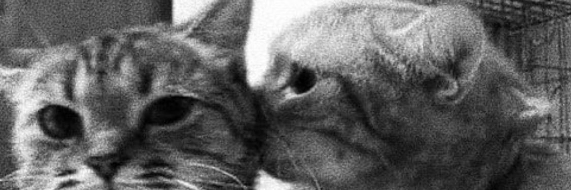 SevdiSiir's profile banner image