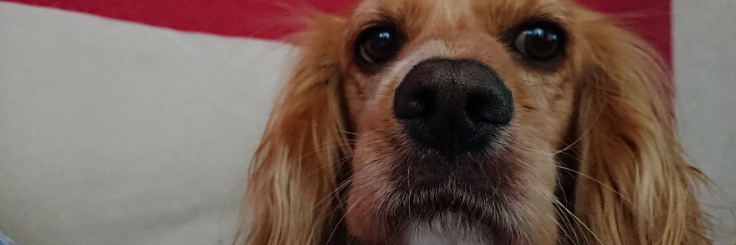 Georgie Porgie banner