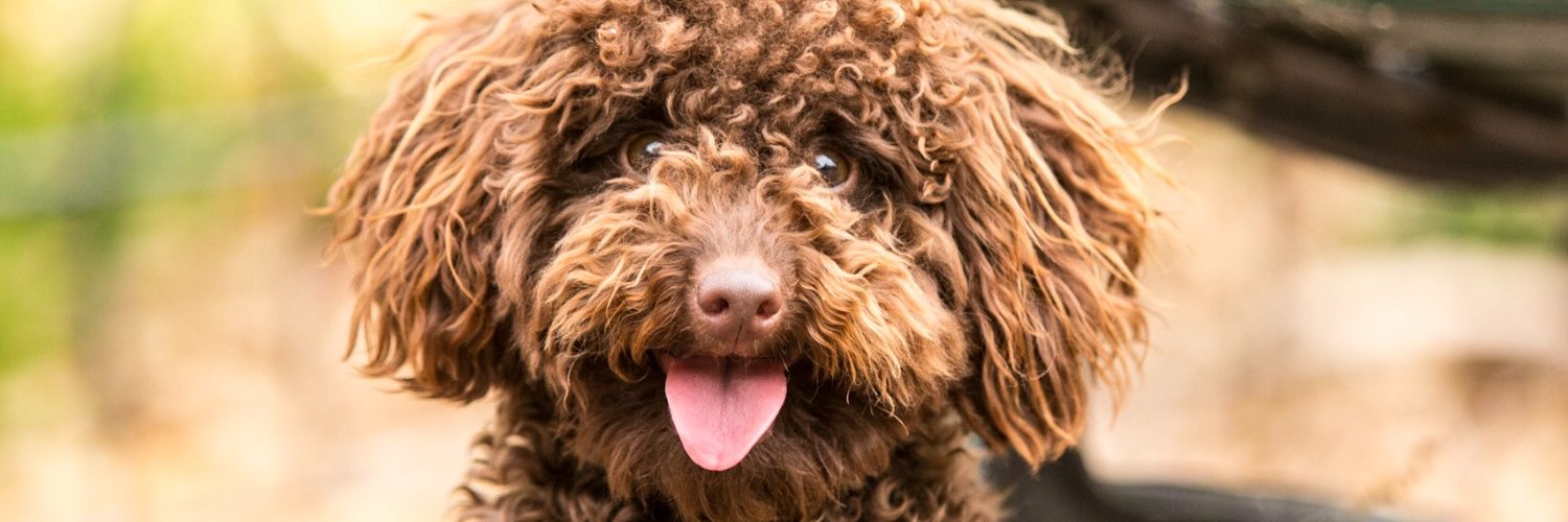 王信.🧙‍♂️/acc banner