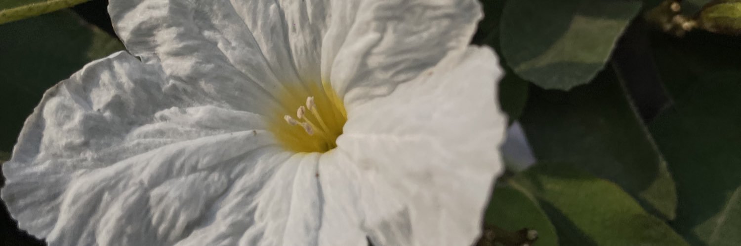 memoinsua's profile banner image