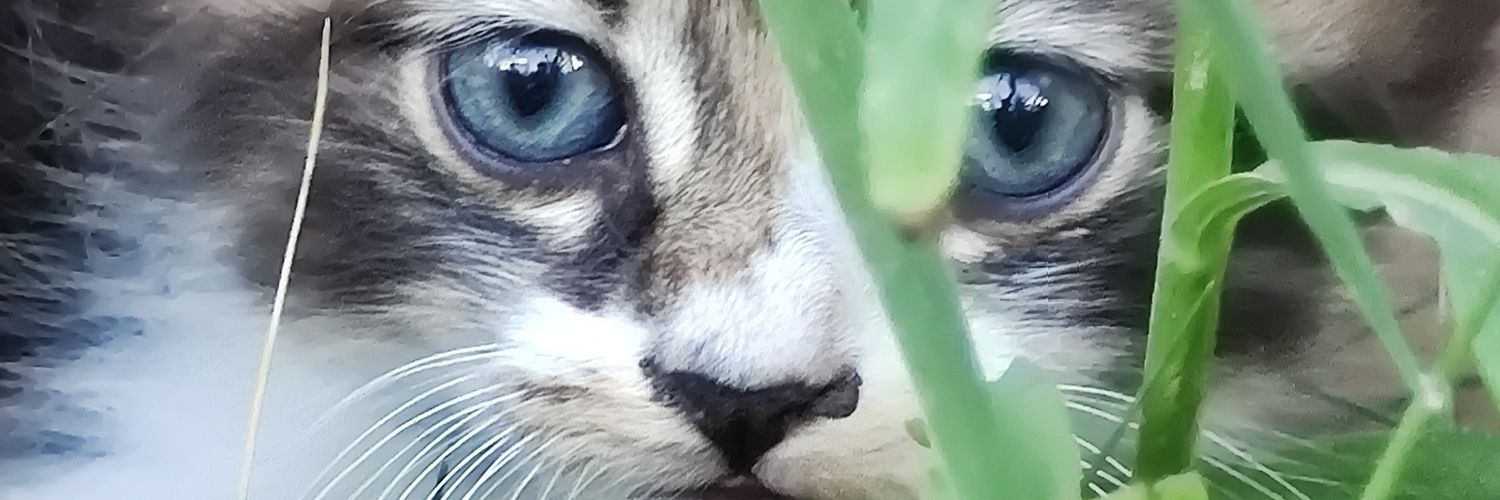 sinanftr's profile banner image