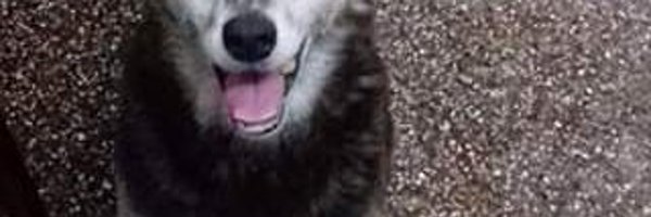 MariaTrerotola Profile Banner