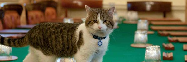 david_rt84 Profile Banner