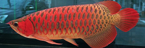 🍄ベニテング🍄 banner