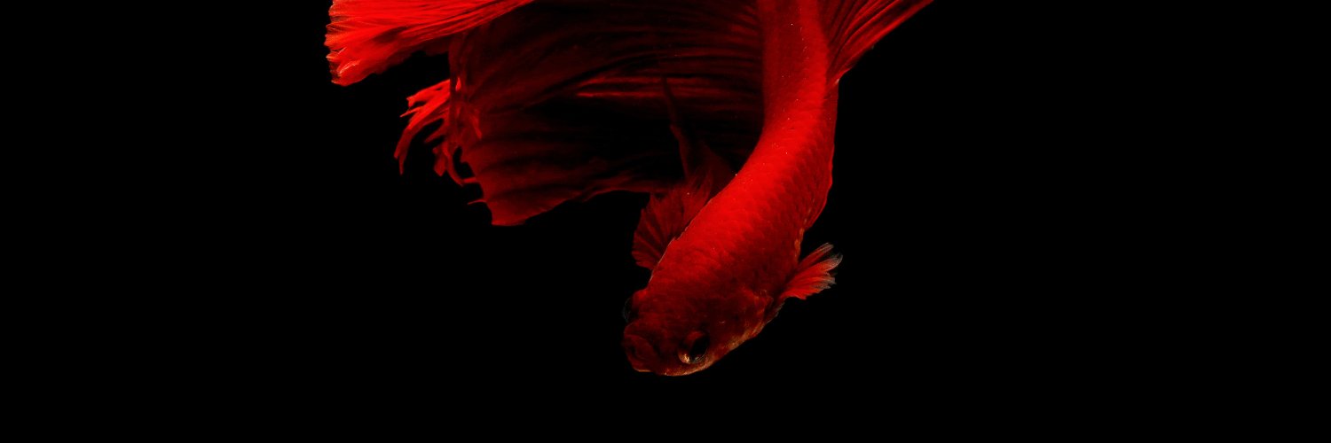AAchyver's profile banner image
