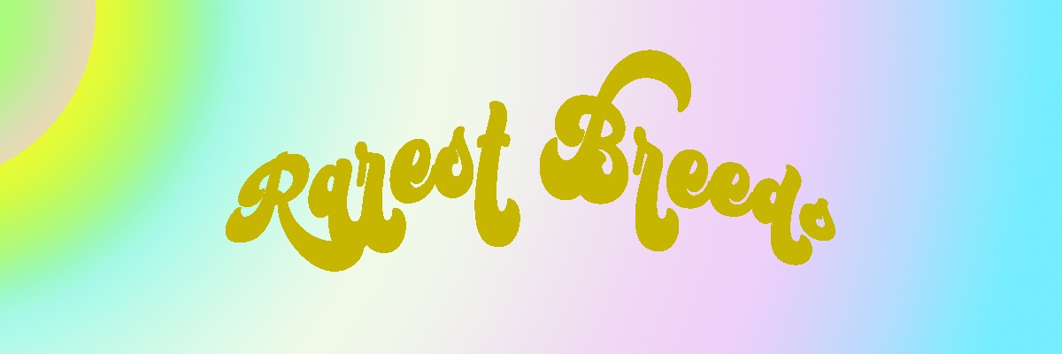 RARESTBREEDS_'s profile banner image