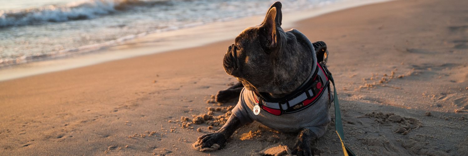 Mofo the frenchie | Suiswap banner