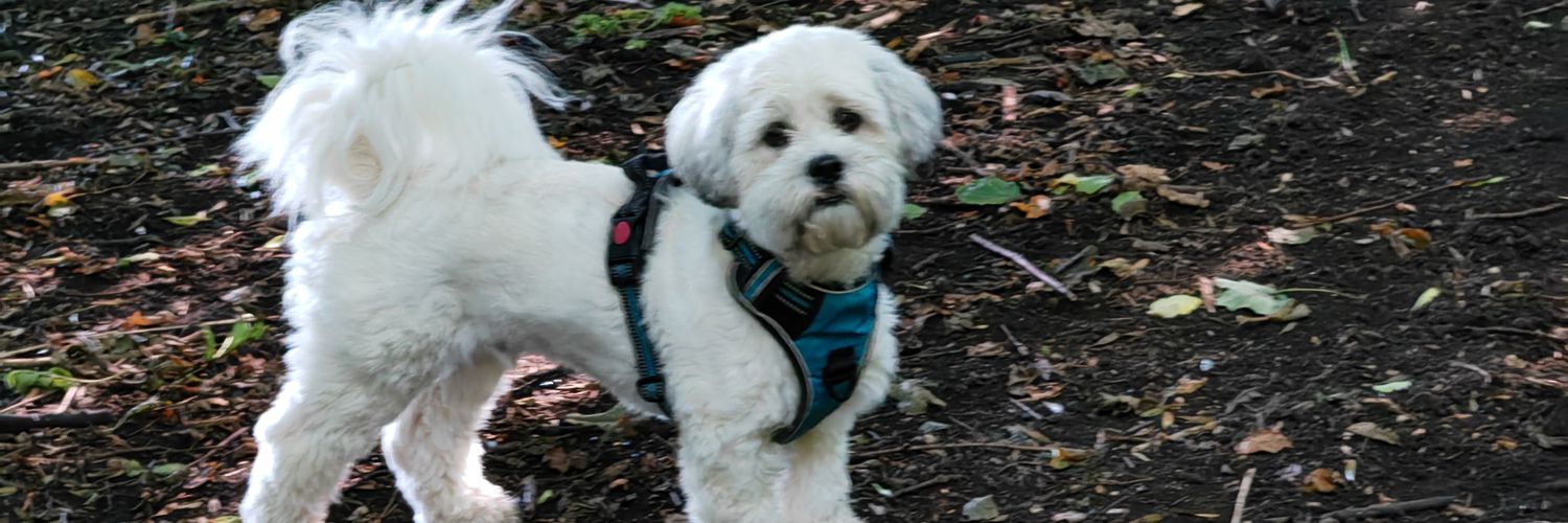 SedgwickHelen's profile banner image