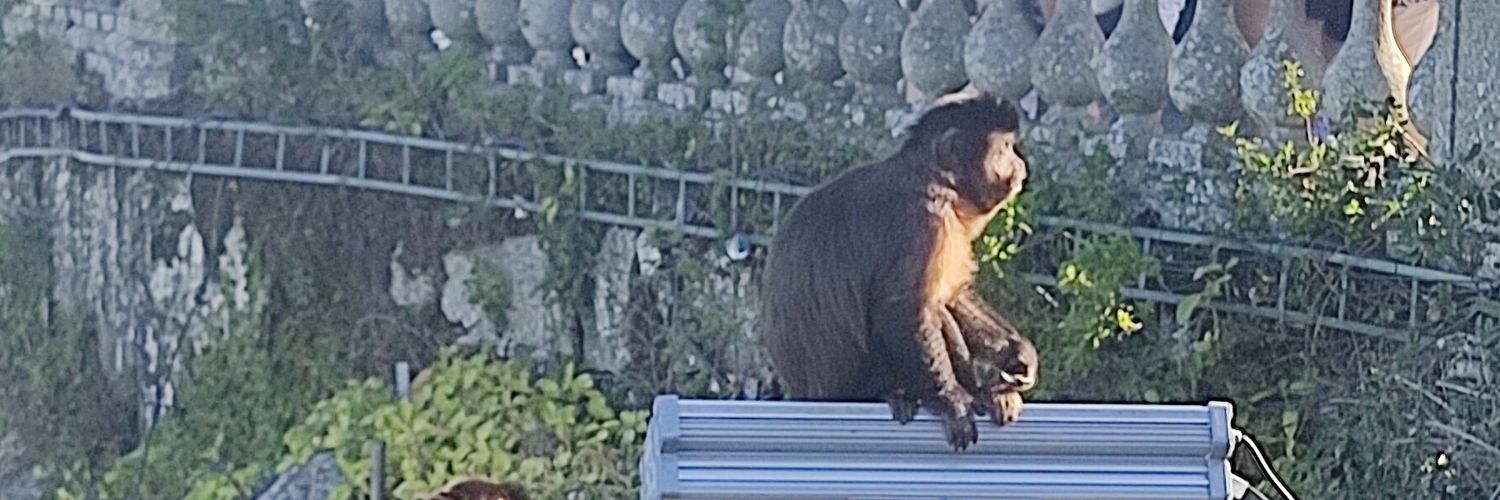 Rodrigo Sperber banner