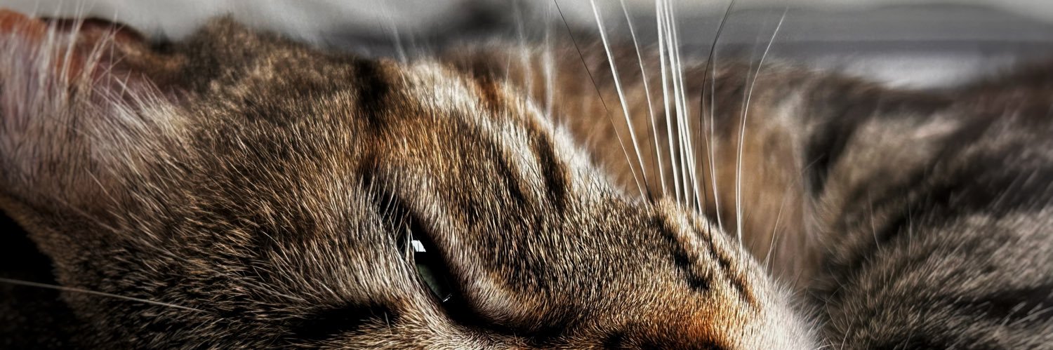 romitialber's profile banner image