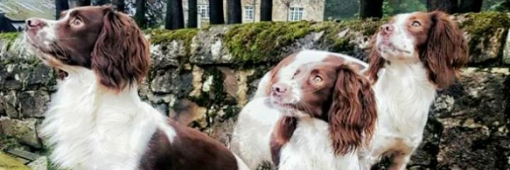 Gob of the NORTH banner