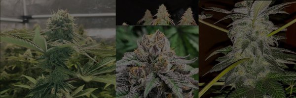 Jinxproof420 Profile Banner