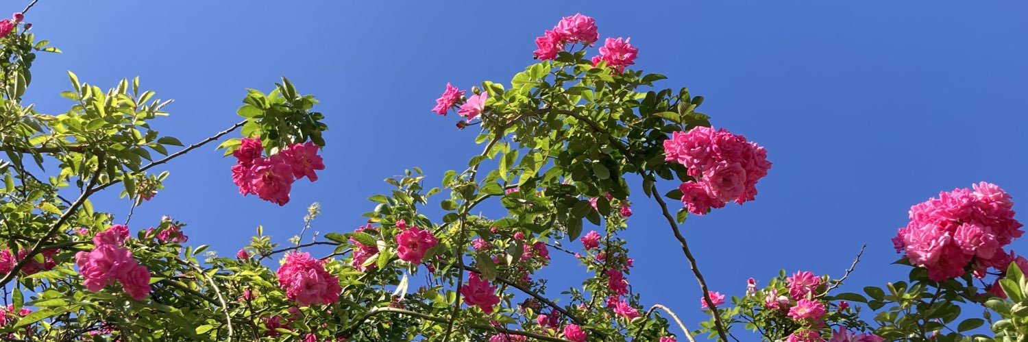 Josephine banner
