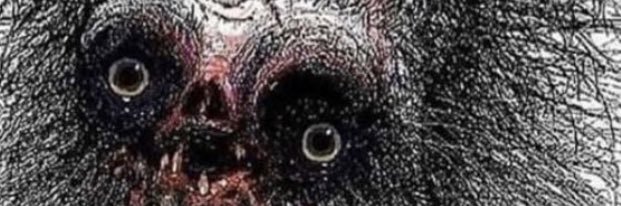 JosephGottfried's profile banner image
