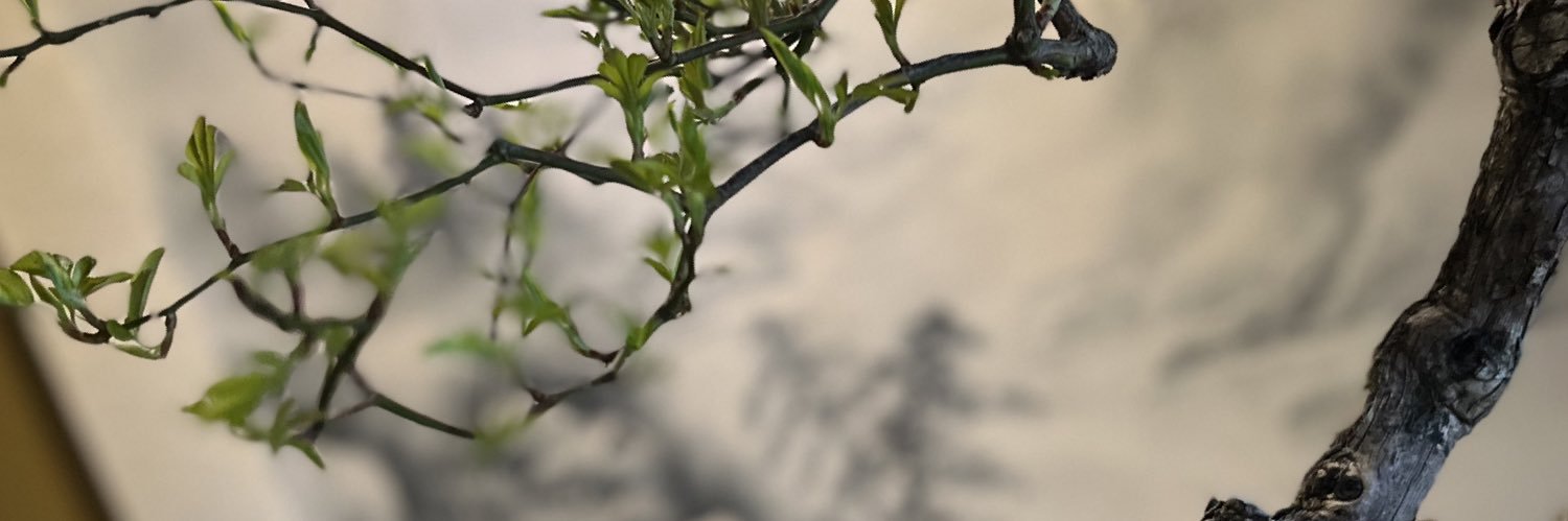NbszH's profile banner image