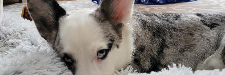 HerbertTheCorgi (feat. Vernon) banner