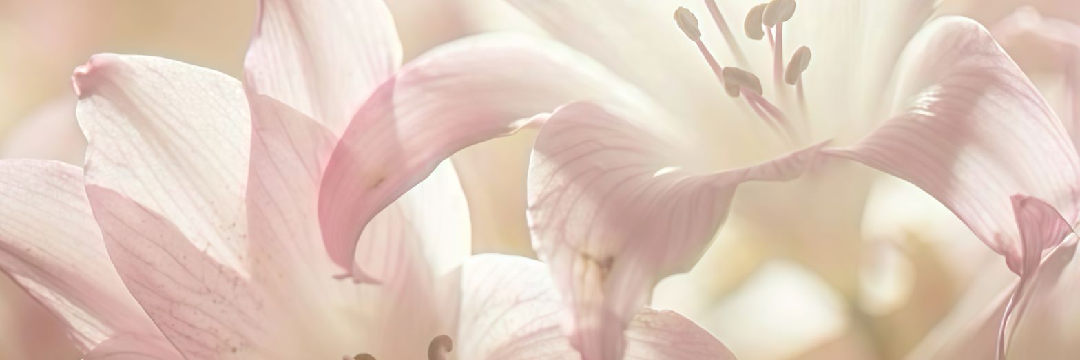 ౨ৎ ˖ ࣪⭑ banner