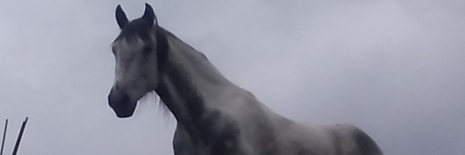 lserrano2013's profile banner image