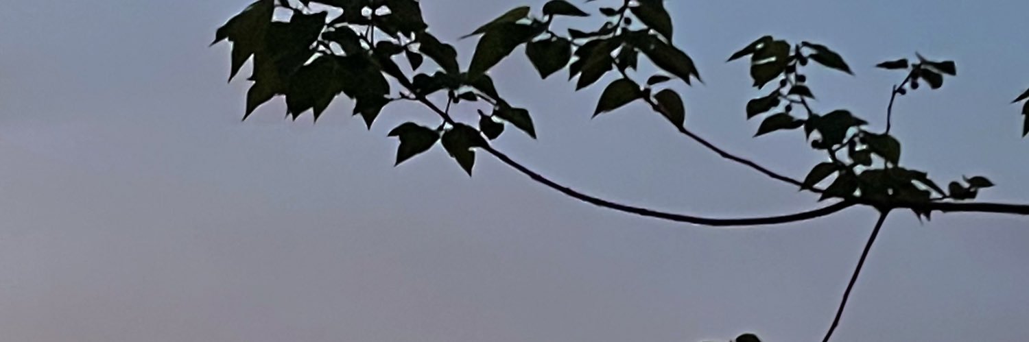 菠崽🌟 banner