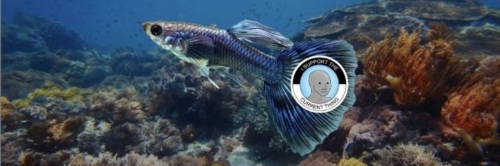 Crypto Guppie 🐟 banner