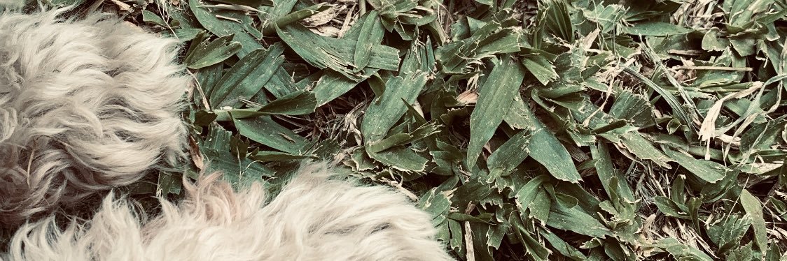 brenbst's profile banner image