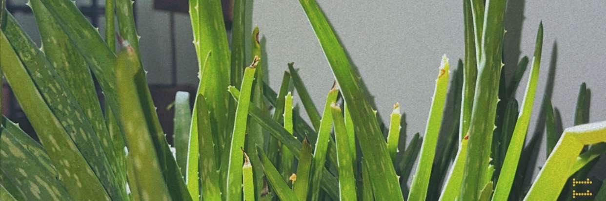 camrynbry's profile banner image