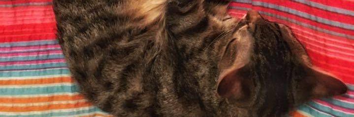 Ivana1991_'s profile banner image