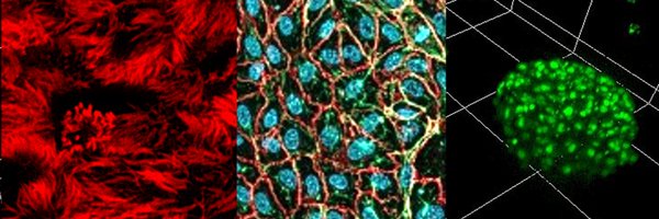 OlmerLab Profile Banner