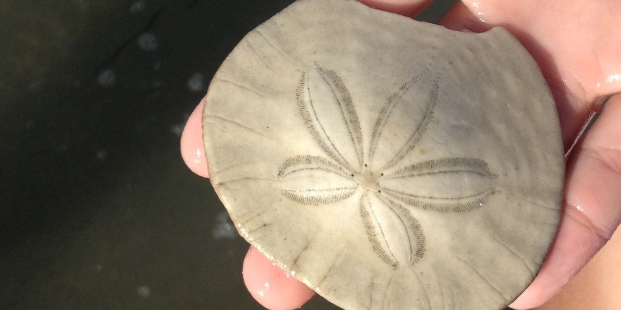 Emily Belle Freeman banner