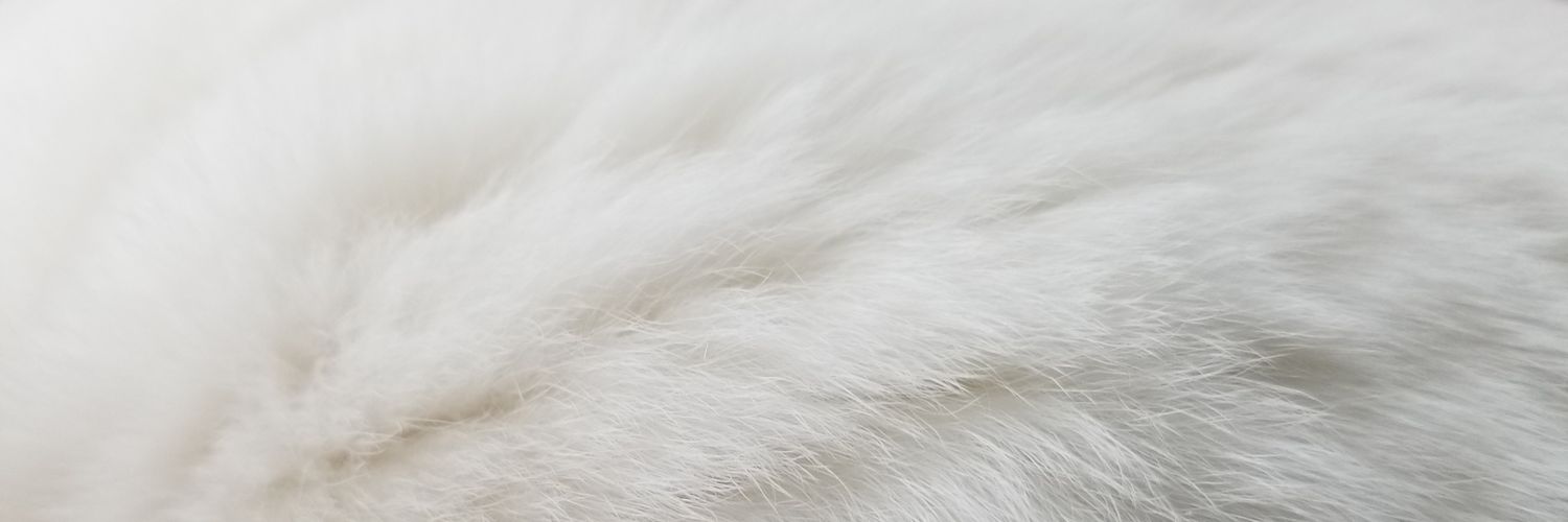 黄色乃ねこ banner