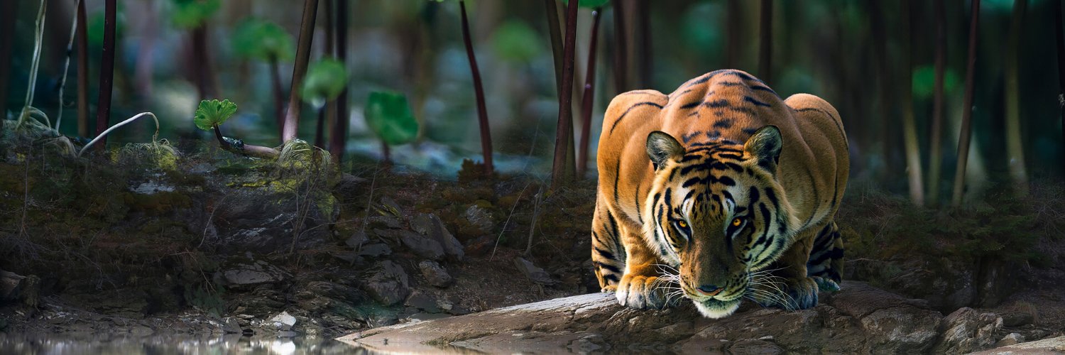 Mauricio Tello banner