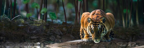 MrWildshot Profile Banner