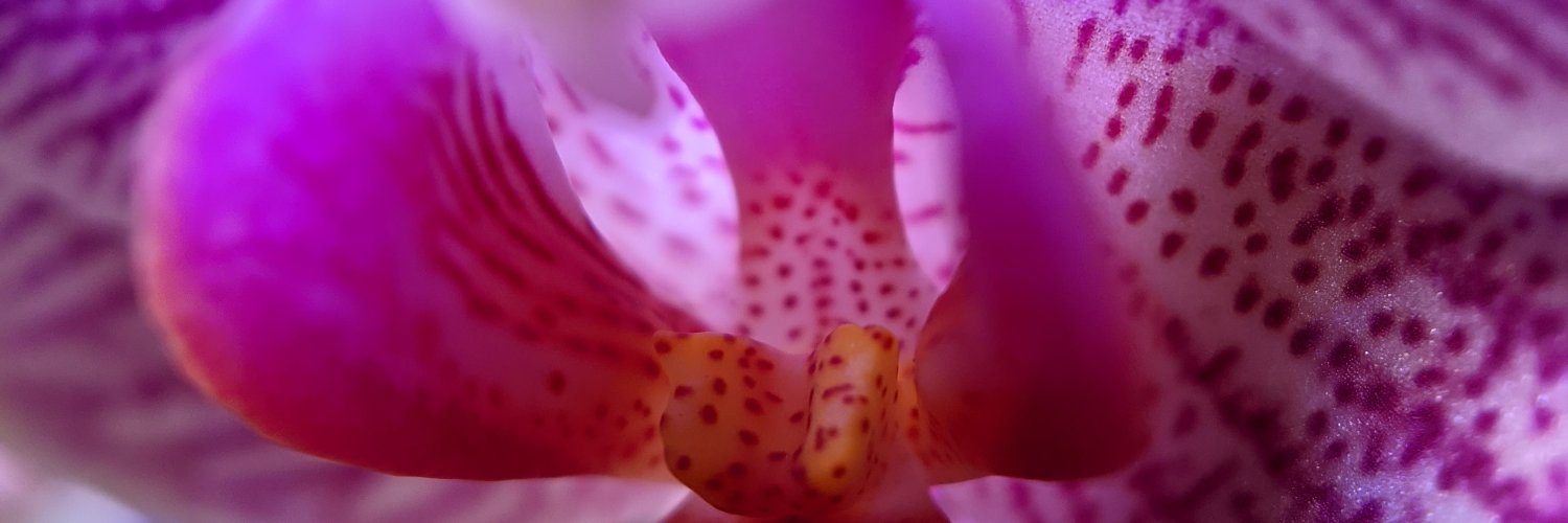 Maggie Sloatman banner