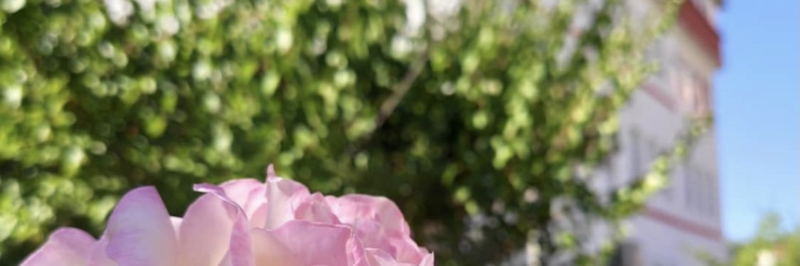 seyhubeydullah's profile banner image