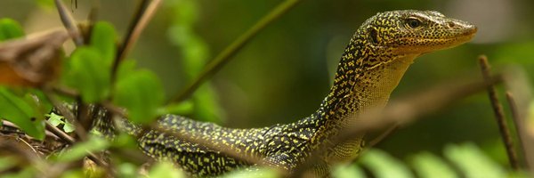 frogalisk Profile Banner