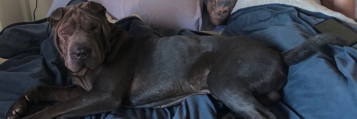 MarleySharpei's profile banner image