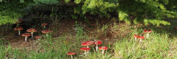 LABailey Profile Banner