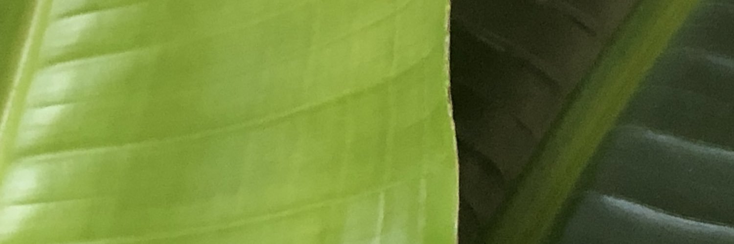 trinitymouzon's profile banner image