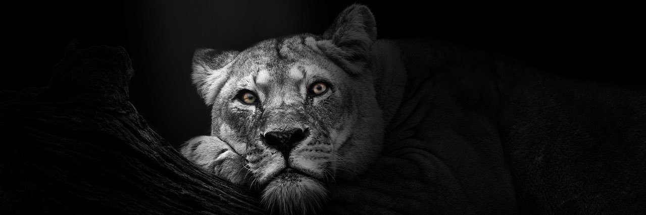 smelsh_'s profile banner image