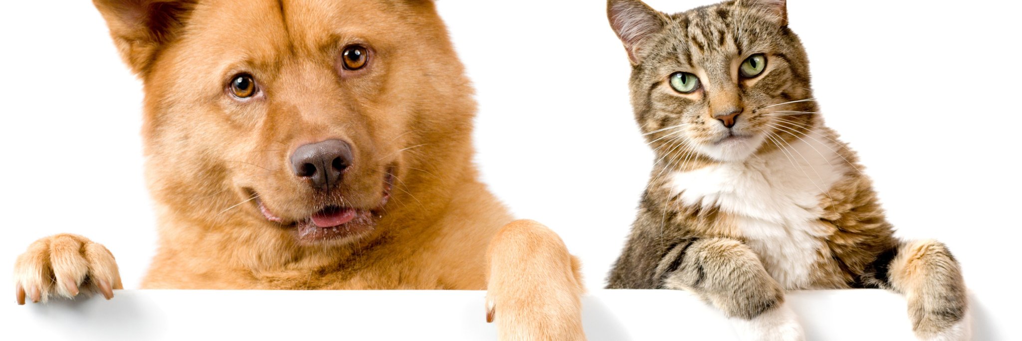 globalref's profile banner image