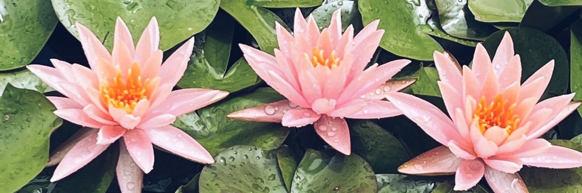 maggiedeboy's profile banner image