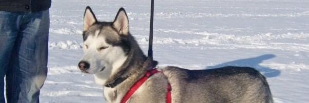 huskydad72's profile banner image