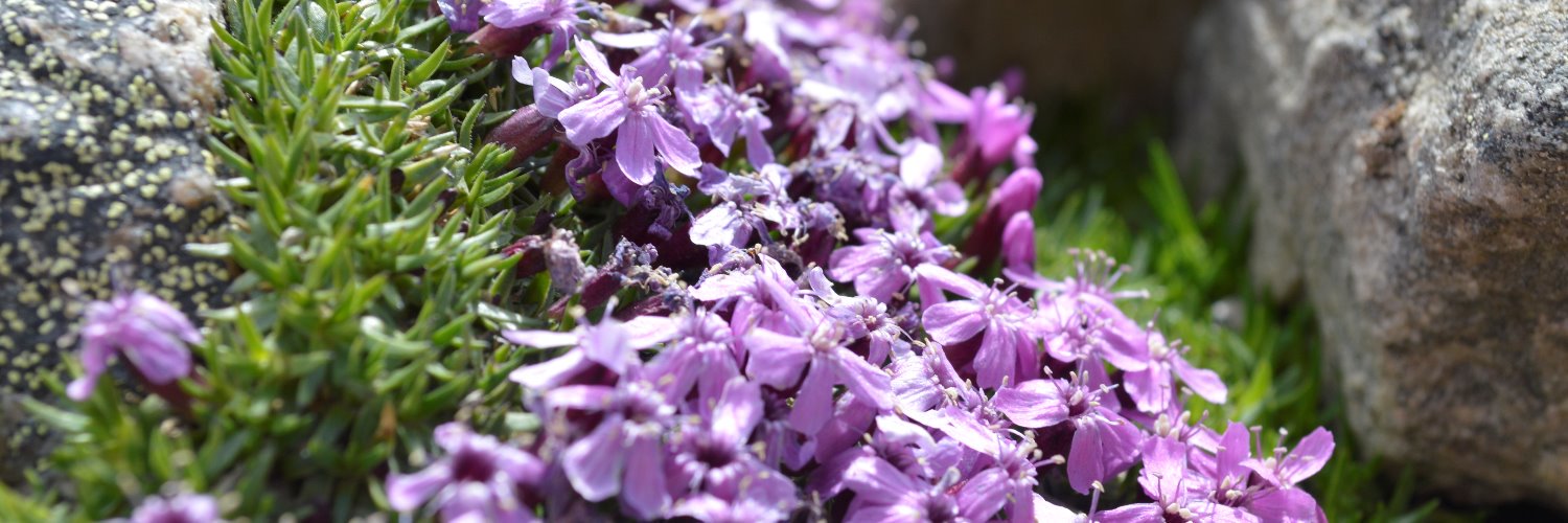 64forgetmenot's profile banner image