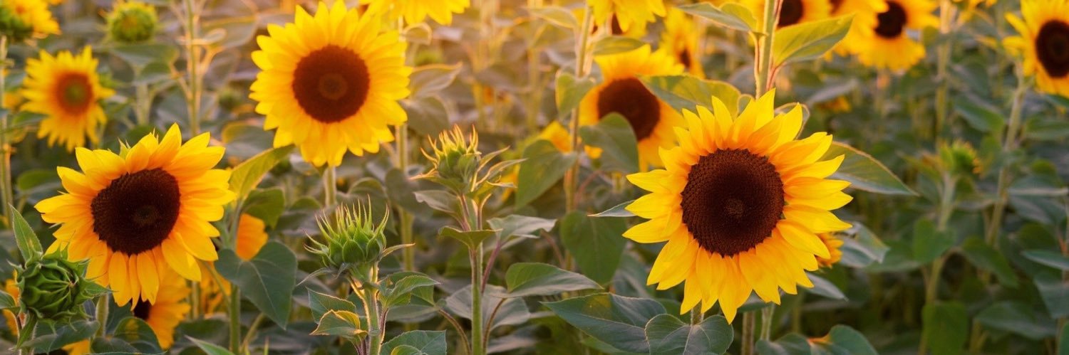Susan Robbins banner