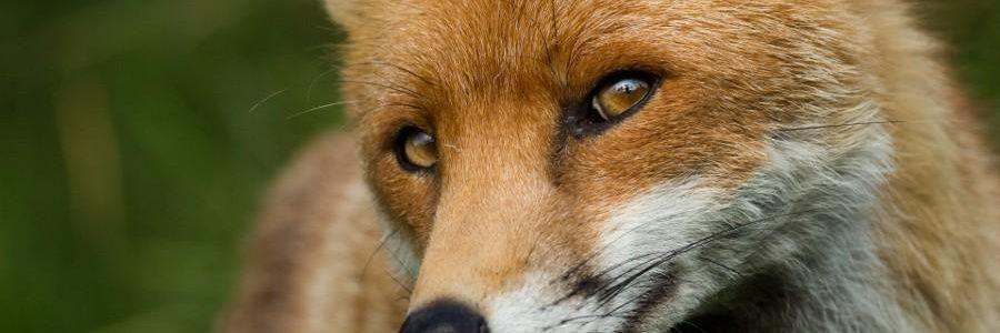 Faraday_Foxx's profile banner image