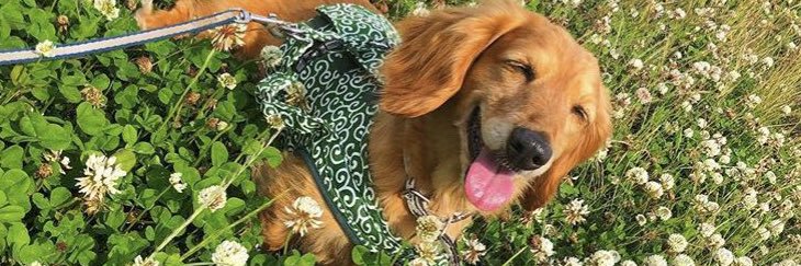 ちゃんふみ banner